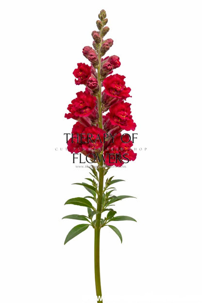 Snapdragon Madame Butterfly Red F1 | Group 2,3 | Antirrhinum majus therapyofflowers.com