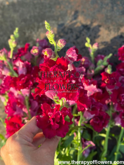 Snapdragon Madame Butterfly Red therapyofflowers.com
