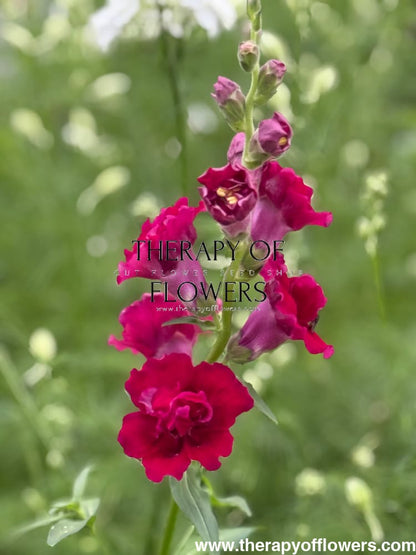 Snapdragon Madame Butterfly Red therapyofflowers.com