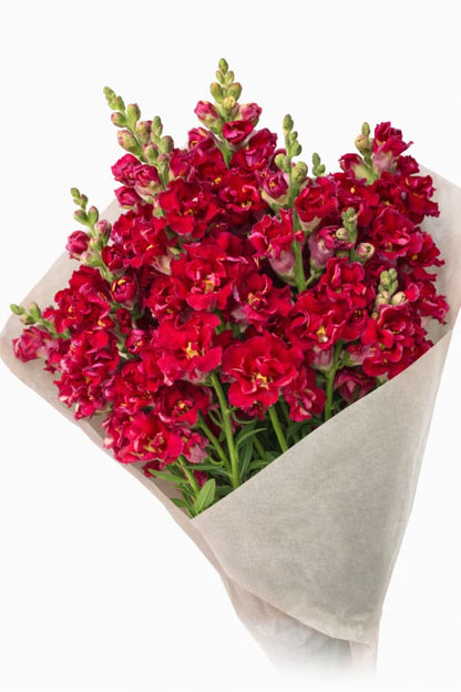 Snapdragon Madame Butterfly Red - 20 seeds / 70 cm - Seeds