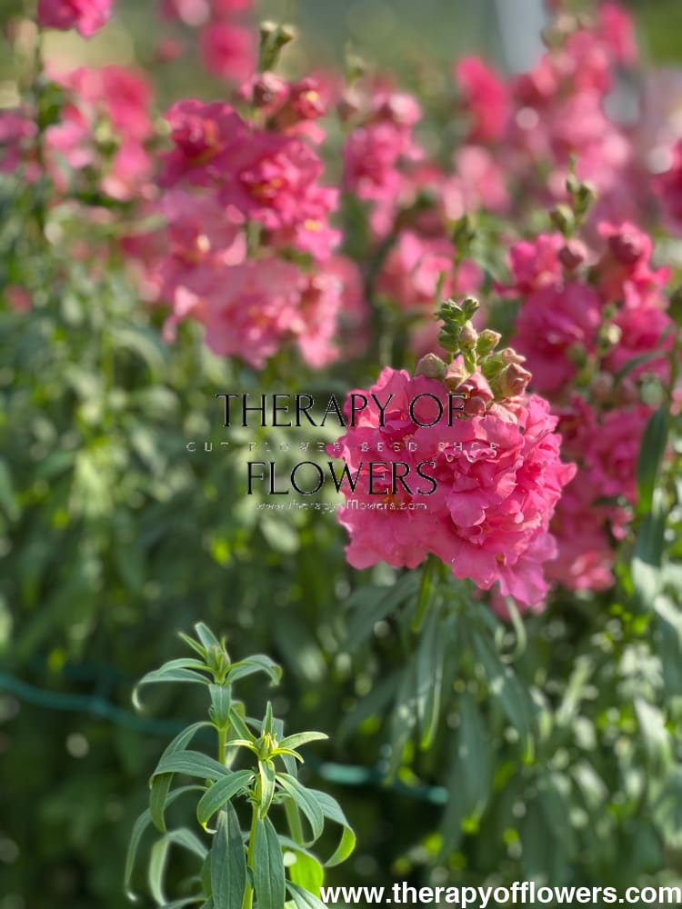 Snapdragon Madame Butterfly Rose therapyofflowers.com