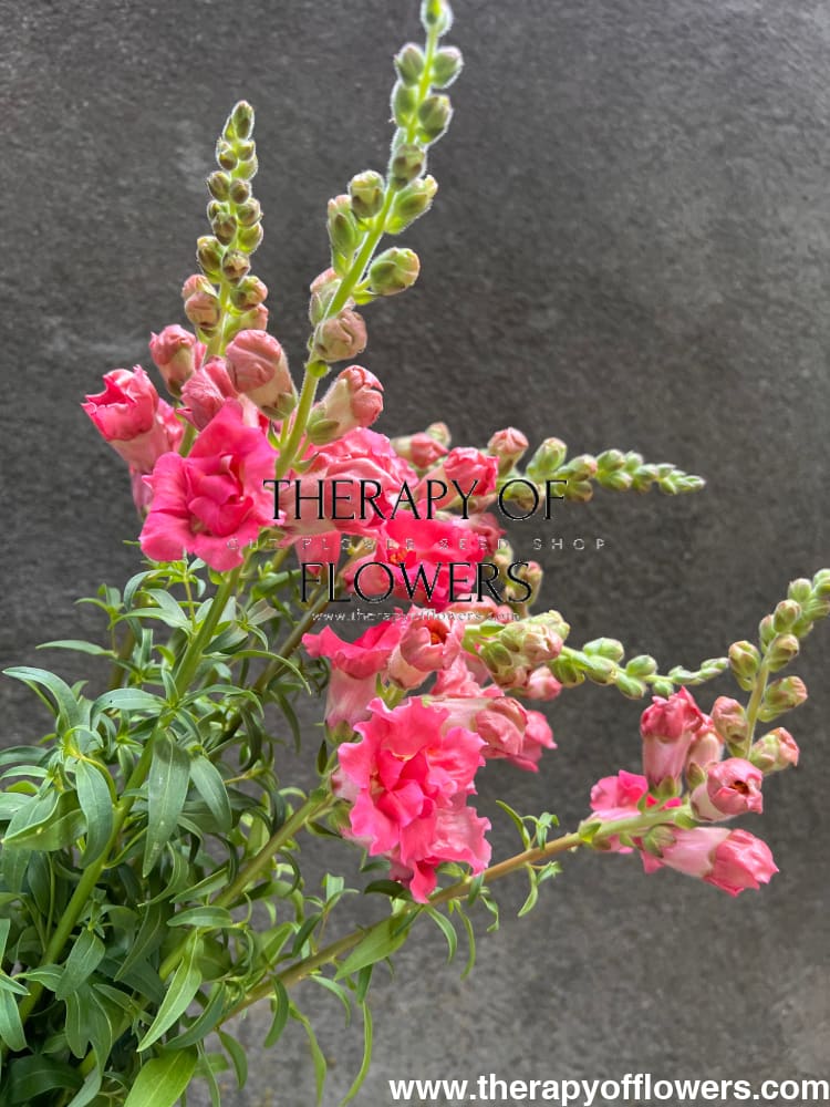 Snapdragon Madame Butterfly Rose therapyofflowers.com