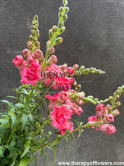 Snapdragon Madame Butterfly Rose therapyofflowers.com