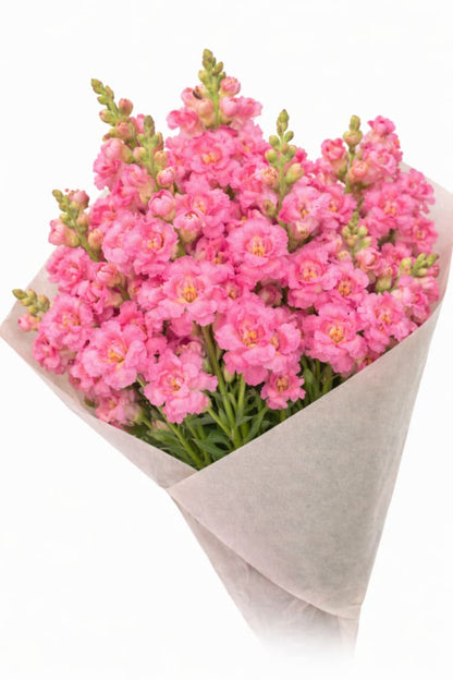 Snapdragon Madame Butterfly Rose | Antirrhinum majus - 20 seeds / 70 cm - Seeds