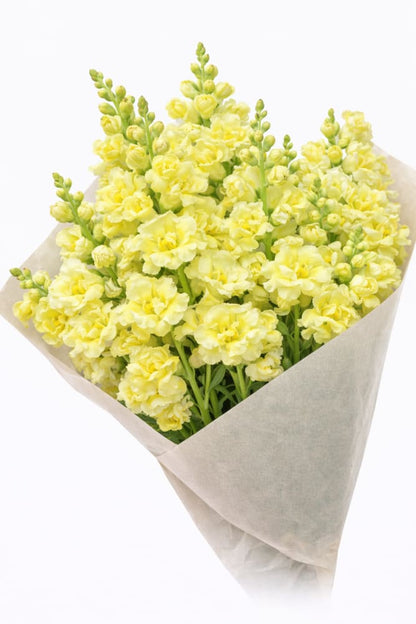 Snapdragon Madame Butterfly Yellow F1 | Group 2,3 | Antirrhinum majus - 20 seeds / 70 cm - seeds