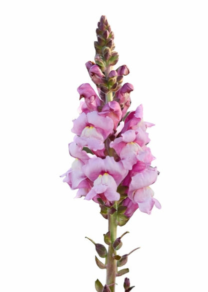 Snapdragon Maryland Lavender F1 | Group 1,2 | Antirrhinum majus therapyofflowers.com