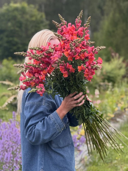 Snapdragon ‘Monaco Orange’ | Antirrhinum majus | Group 3 - 20 seeds - seeds