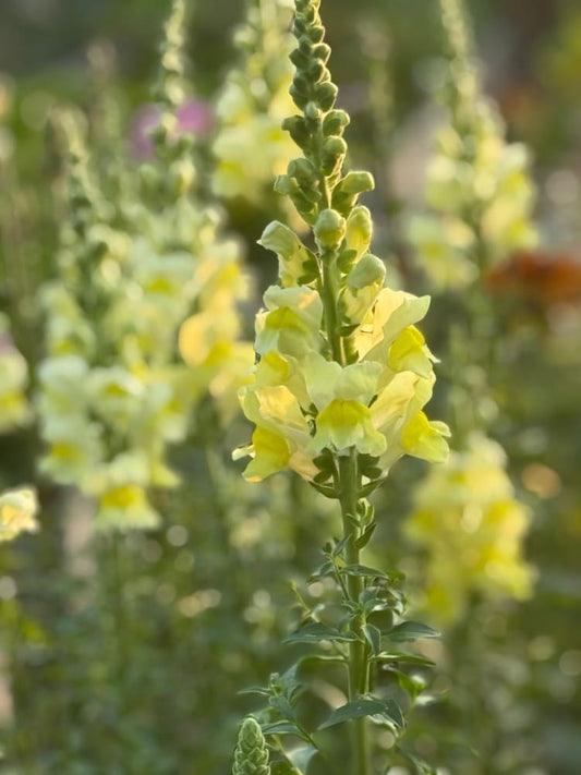 Snapdragon Orleans Early Lemon F1 | Group 3,4 | Antirrhinum majus therapyofflowers.com