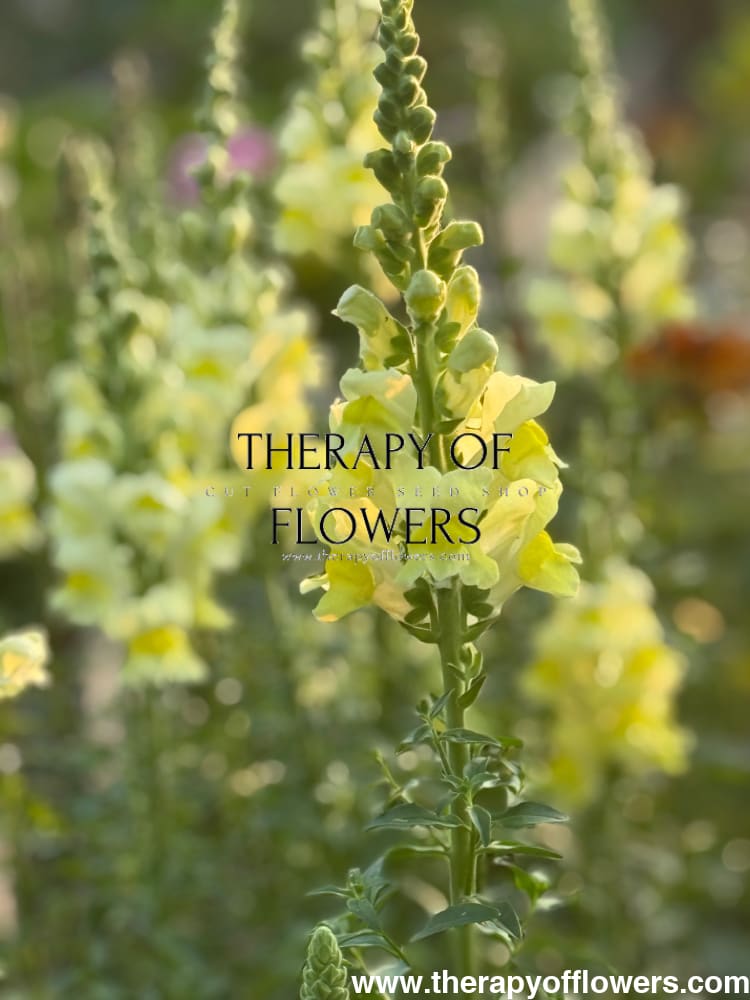 Snapdragon Orleans Early Lemon F1 | Group 3,4 | Antirrhinum majus therapyofflowers.com