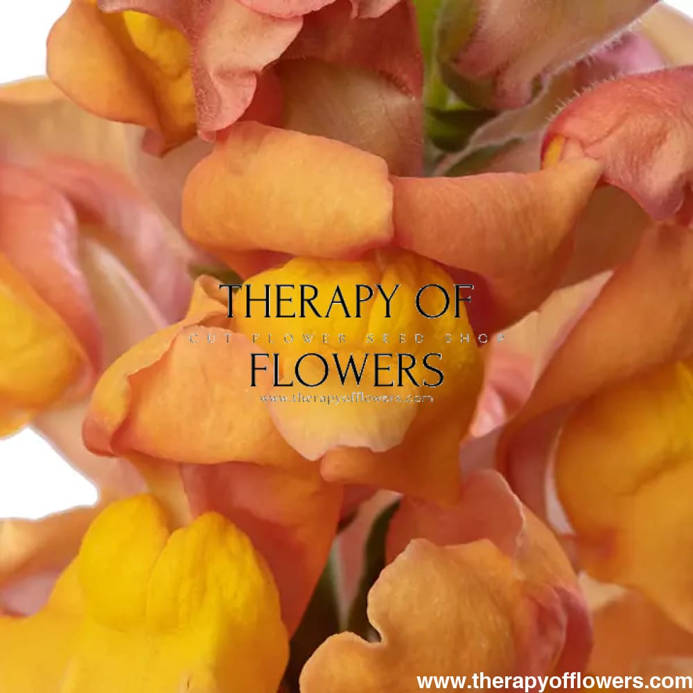 Snapdragon Orleans Light Orange F1 | Group 3,4 | Antirrhinum majus - Seeds