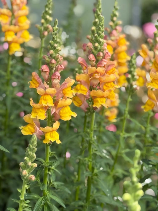 Snapdragon Orleans Light Orange F1 | Group 3,4 | Antirrhinum majus therapyofflowers.com