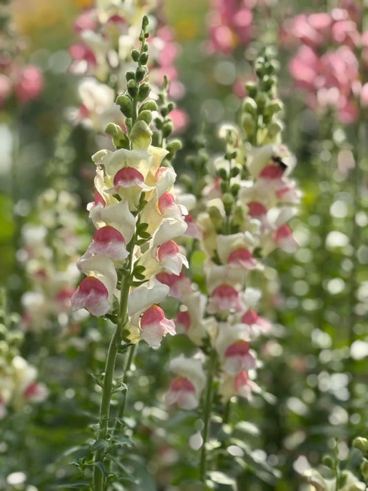 Snapdragon Potomac Appleblossom | Group 3,4 therapyofflowers.com
