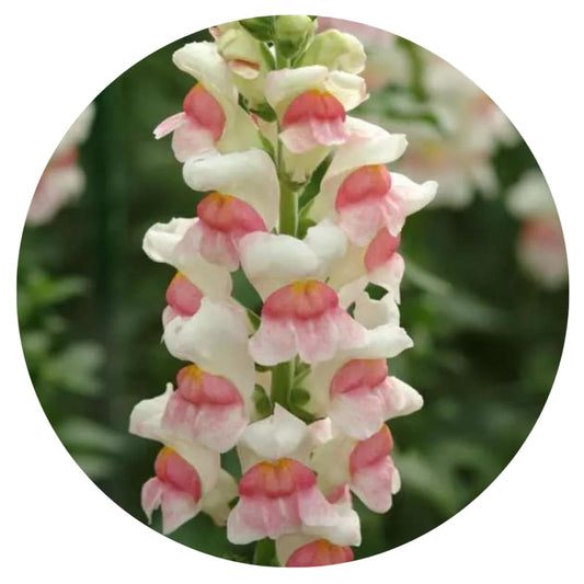 Snapdragon Potomac Appleblossom | Group 3,4 therapyofflowers.com