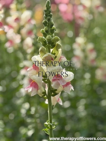 Snapdragon Potomac Appleblossom | Group 3,4 therapyofflowers.com