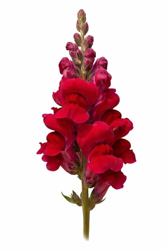Snapdragon Potomac Crimson | Group 3,4 | Antirrhinum majus therapyofflowers.com