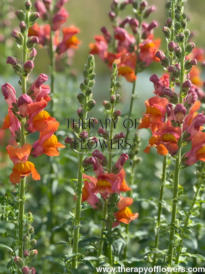 Snapdragon Potomac Dark Orange | Group 3,4 therapyofflowers.com