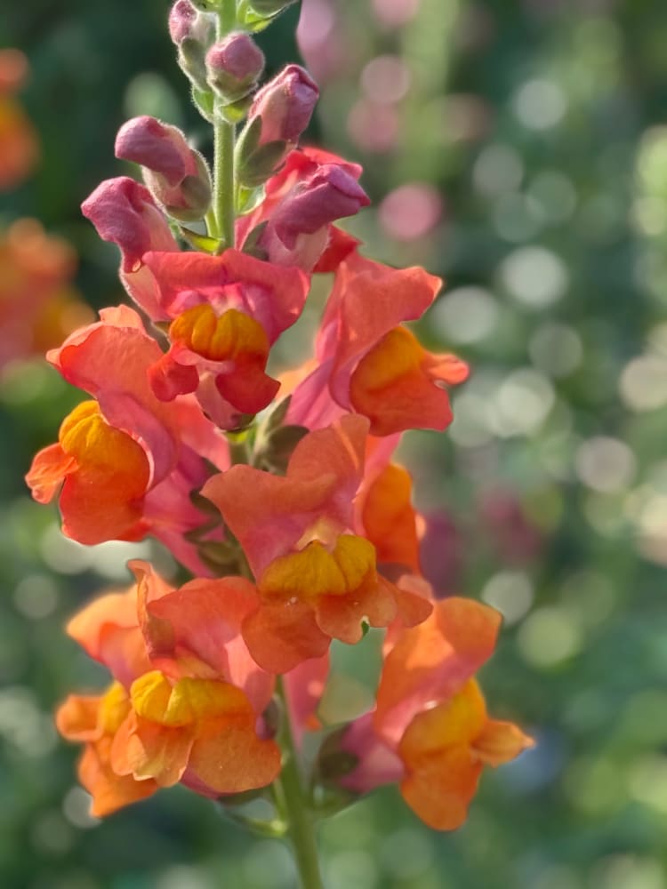 Snapdragon Potomac Dark Orange | Group 3,4 therapyofflowers.com