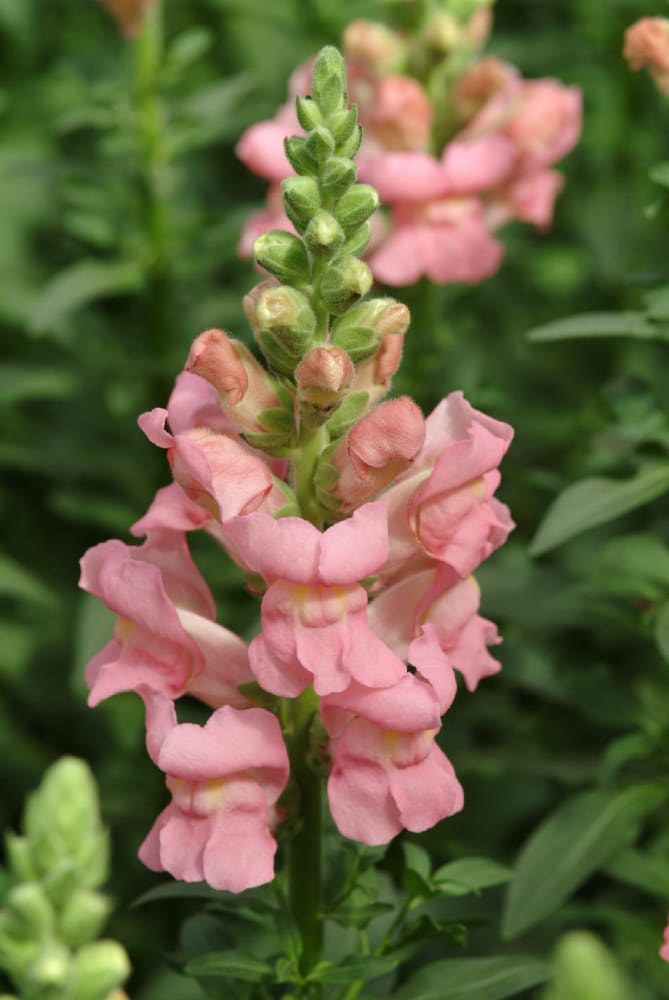 Snapdragon Potomac Pink | Group 3,4 therapyofflowers.com