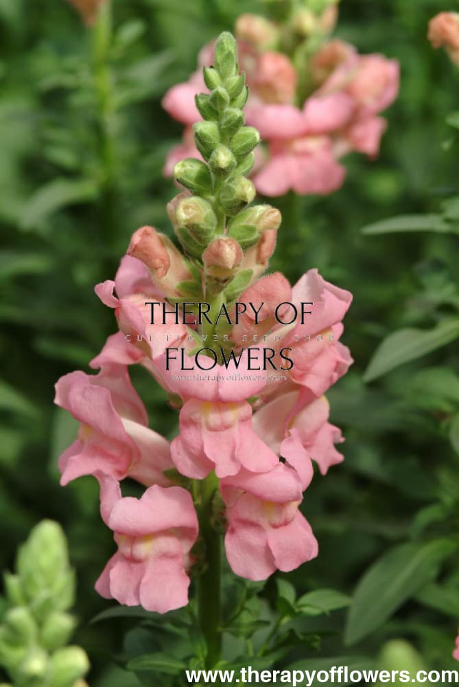Snapdragon Potomac Pink | Group 3,4 therapyofflowers.com