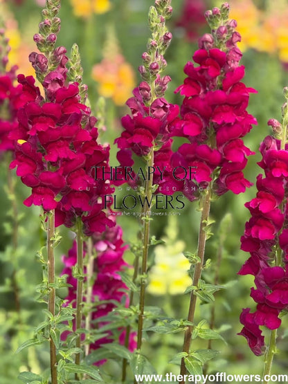 Snapdragon Potomac Royal | Group 3,4 therapyofflowers.com