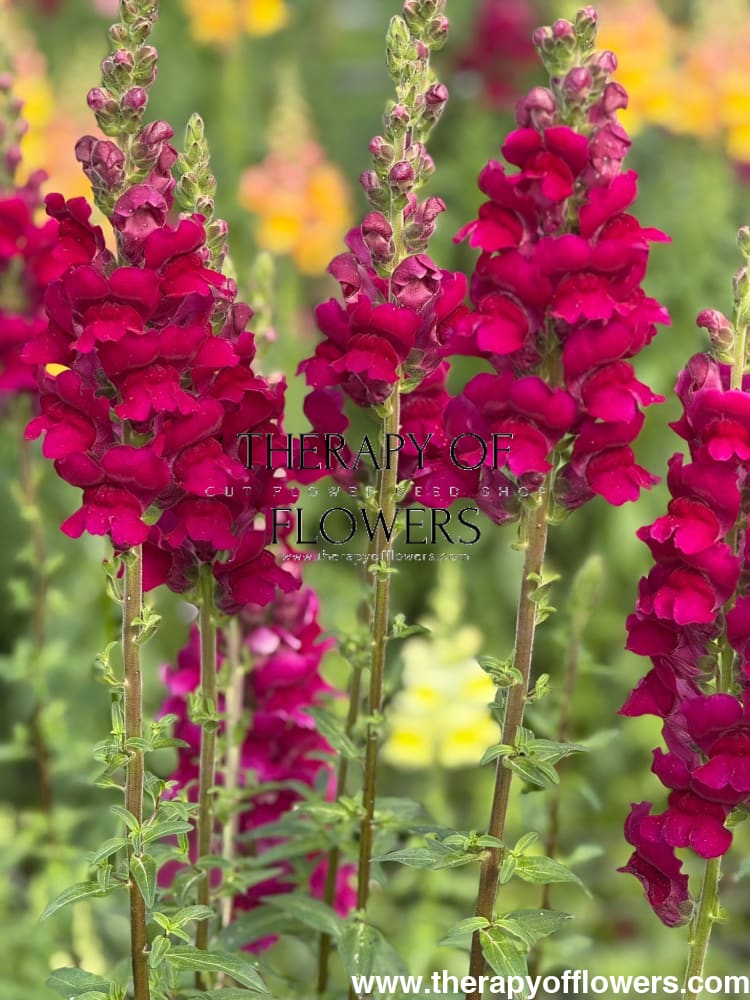 Snapdragon Potomac Royal | Group 3,4 therapyofflowers.com