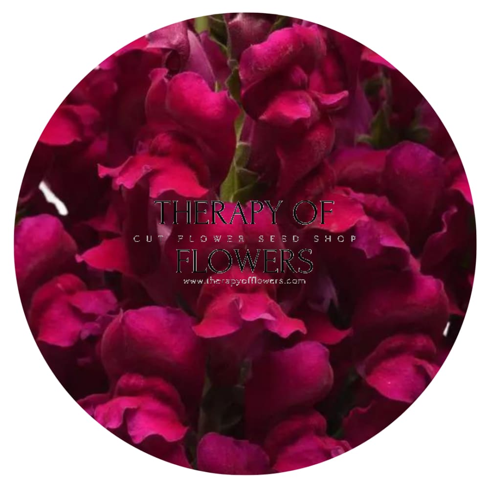 Snapdragon Potomac Royal | Group 3,4 therapyofflowers.com