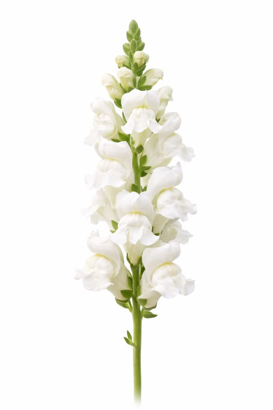 Snapdragon Potomac White | Group 3,4 | Antirrhinum majus - 20 seeds / White - Seeds