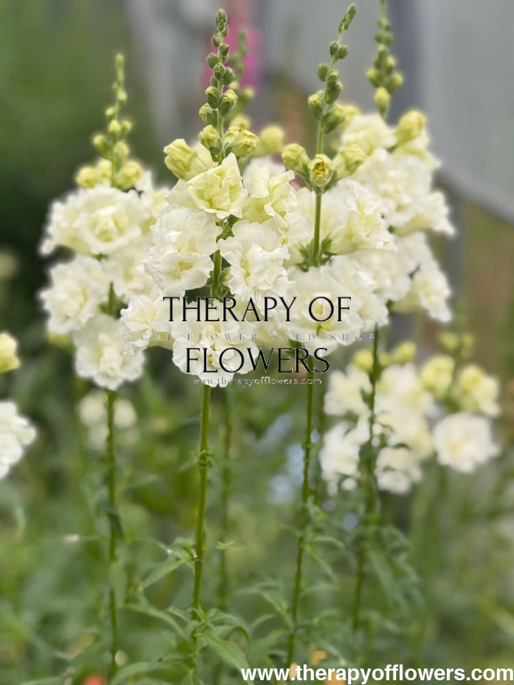 Snapdragon Snapstar White F1 | Group 1,2 | Antirrhinum majus therapyofflowers.com