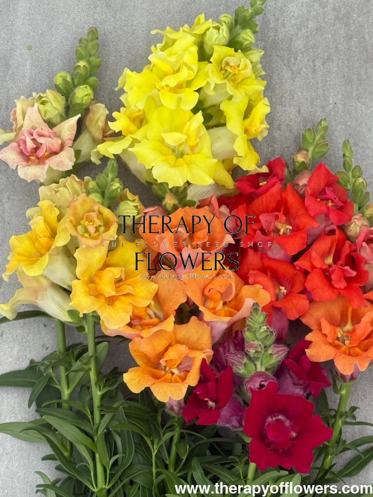 Snapdragon Sweet Duet™ MIX F1 | Antirrhinum majus therapyofflowers.com