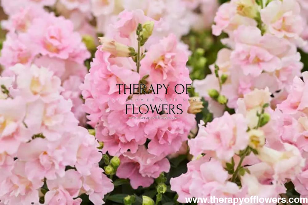 Snapdragon Twinny Double Appleblossom