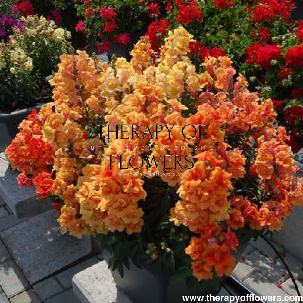 Snapdragon Twinny Double Bronze Shades F1 therapyofflowers.com