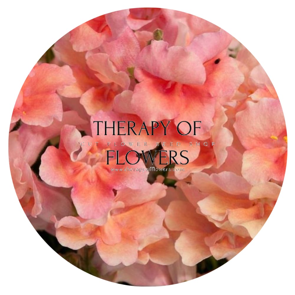 Snapdragon Twinny™ Double Flowered Peach F1 | Antirrhinum majus - 20 seeds / 20-30 cm / Peach - seeds