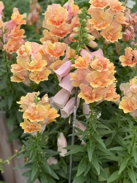 Snapdragon Twinny™ Double Flowered Peach F1 | Antirrhinum majus | Short therapyofflowers.com