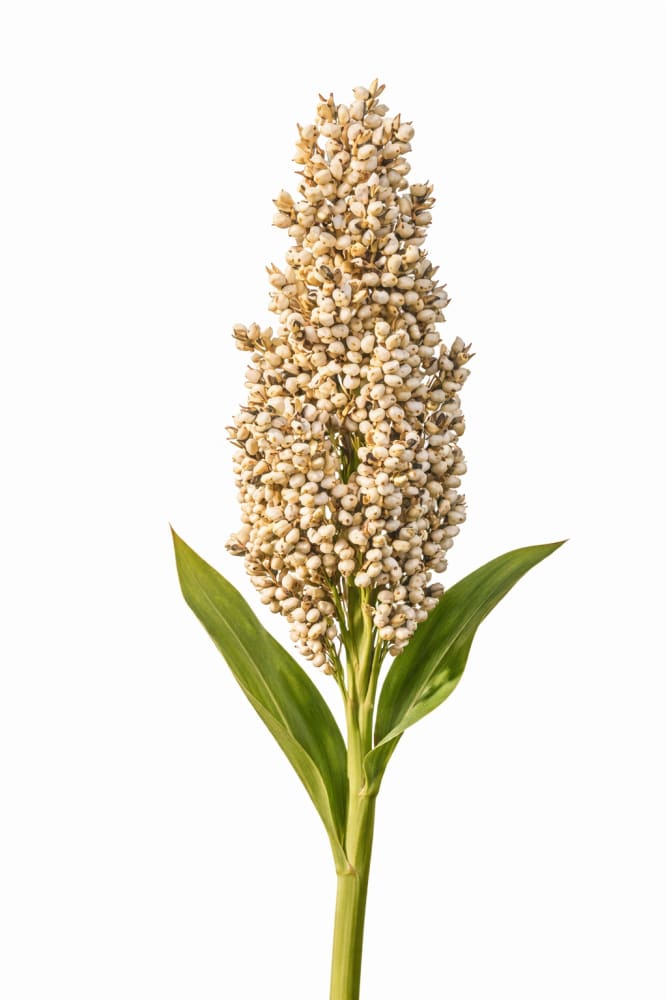 Sorghum nigricans Milaan White | Great Millet therapyofflowers.com