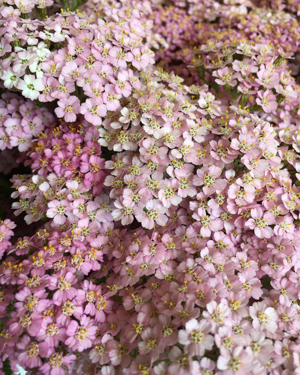 Parastais pelašķis Summer Berries | Achillea millefolium 