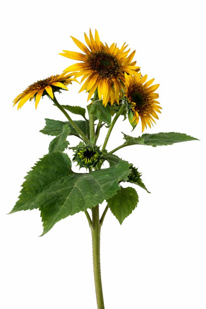 Sunflower Astra Yellow Brown F1 | Helianthus annuus | Multiple blooms on a single stem - 50 seeds / 120 cm / Yellow