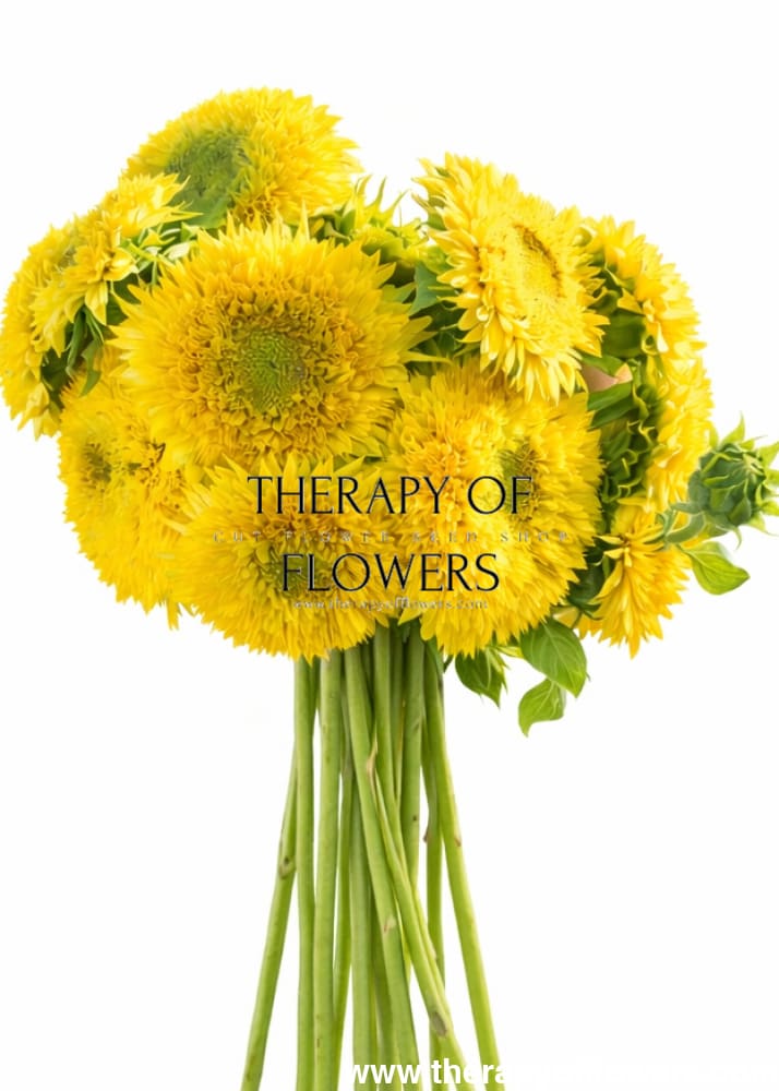 Sunflower Gummy Bear | Helianthus annuus | Short-stemmed cut flower therapyofflowers.com