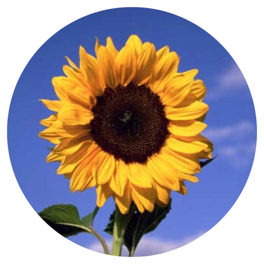 Sunflower Magic Orange PRO F1 | Helianthus annuus therapyofflowers.com