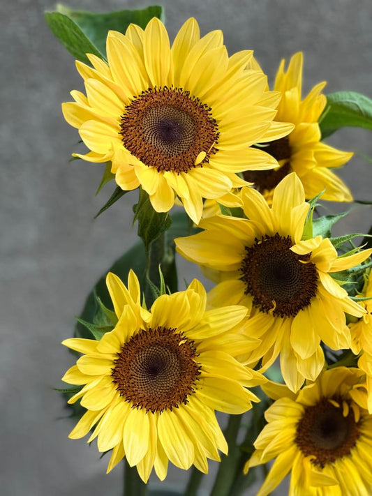 Sunflower ProCut® Peach F1