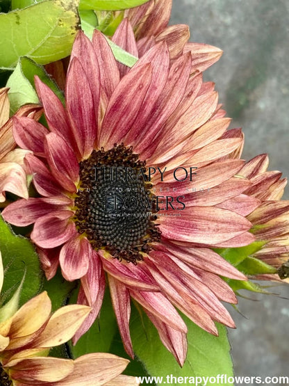 Sunflower ProCut® Plum F1 | Helianthus annuus therapyofflowers.com