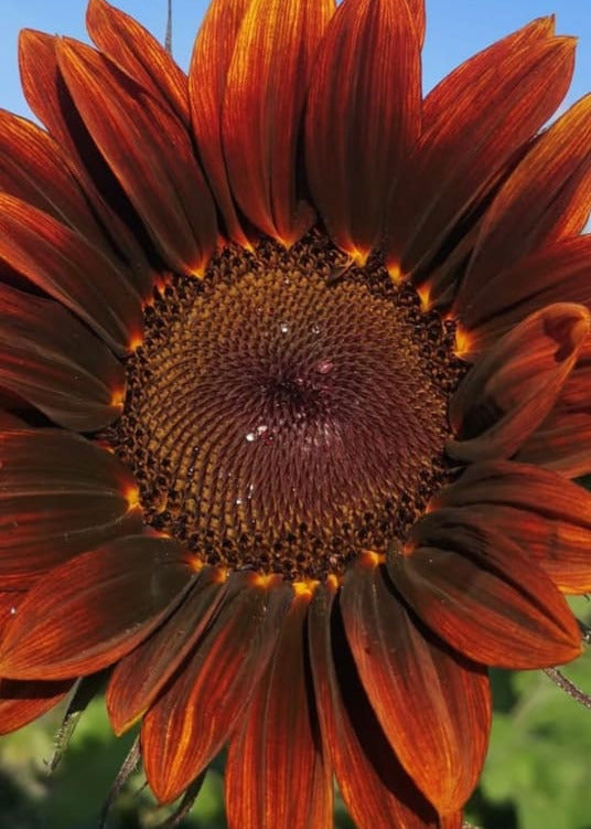 Sunflower ProCut® Red F1 | Helianthus annuus therapyofflowers.com