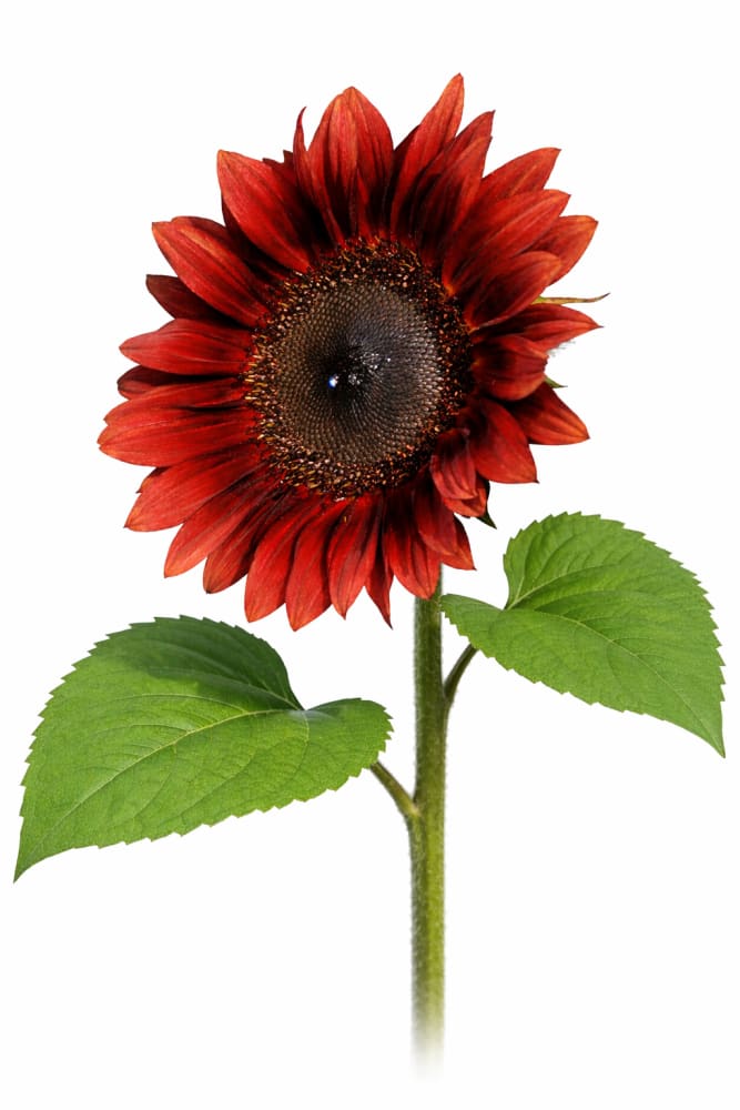 Sunflower ProCut® Red F1 | Helianthus annuus therapyofflowers.com