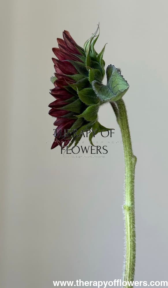 Sunflower ProCut® Red F1 | Helianthus annuus therapyofflowers.com