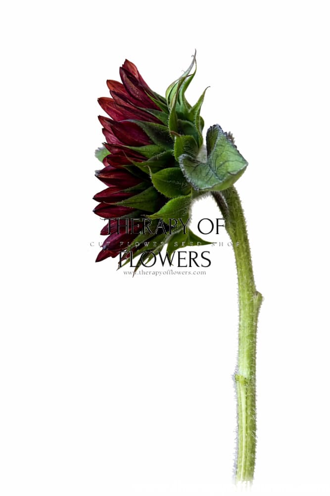Sunflower ProCut® Red F1 | Helianthus annuus therapyofflowers.com