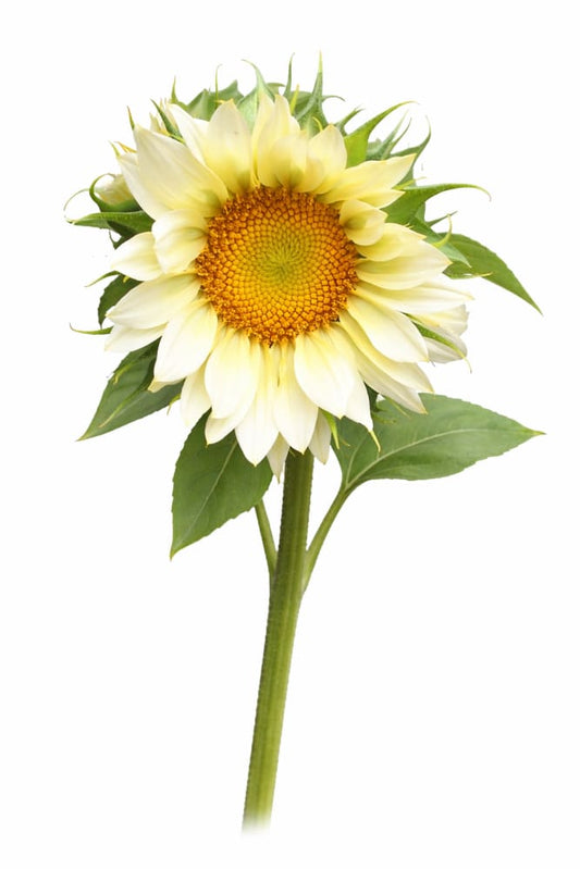 Sunflower ProCut® White Lite F1 | Helianthus annuus - 20 seeds / 150-180 cm - Seeds