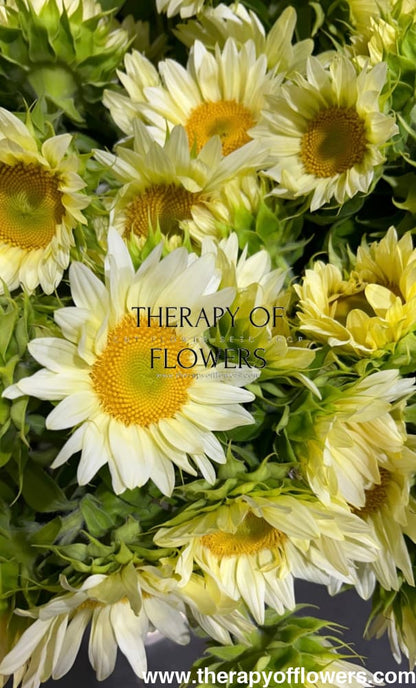 Sunflower ProCut® White Lite F1 | Helianthus annuus therapyofflowers.com