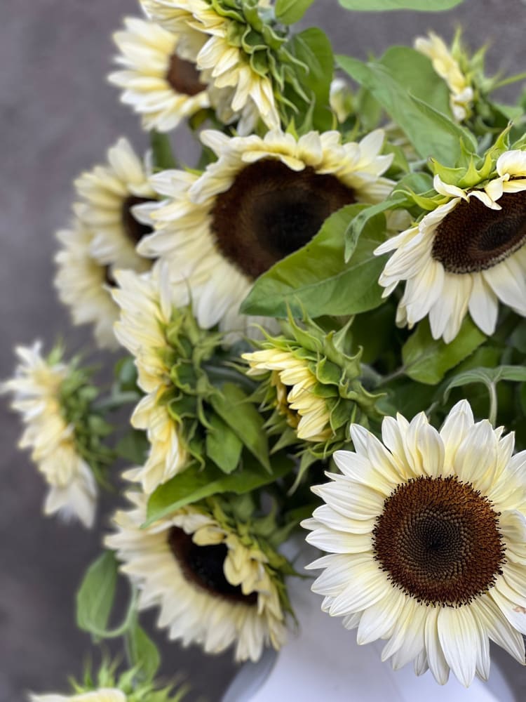 Sunflower ProCut® White Nite F1 | Helianthus annuus therapyofflowers.com