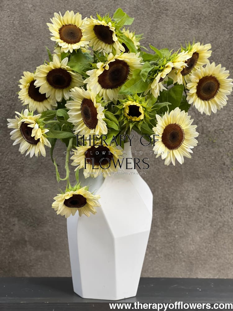Sunflower ProCut® White Nite F1 | Helianthus annuus therapyofflowers.com