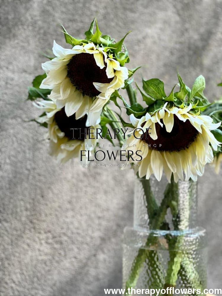 Sunflower ProCut® White Nite F1 | Helianthus annuus therapyofflowers.com