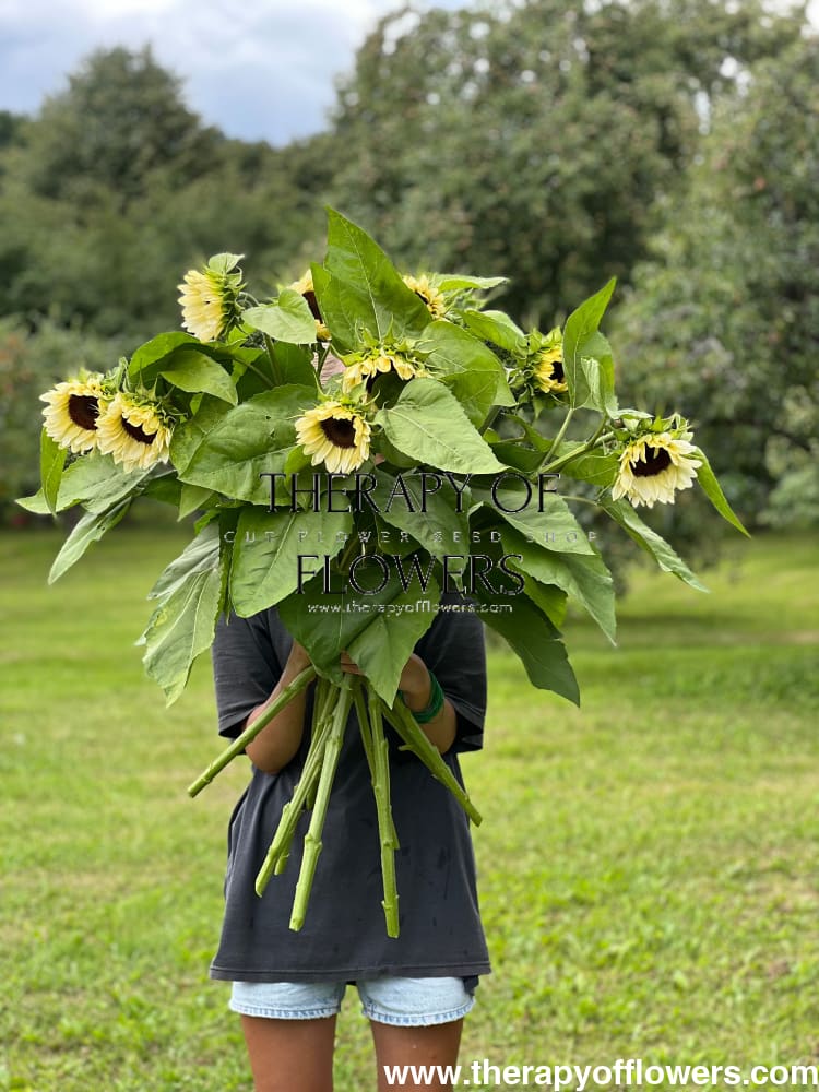 Sunflower ProCut® White Nite F1 | Helianthus annuus therapyofflowers.com